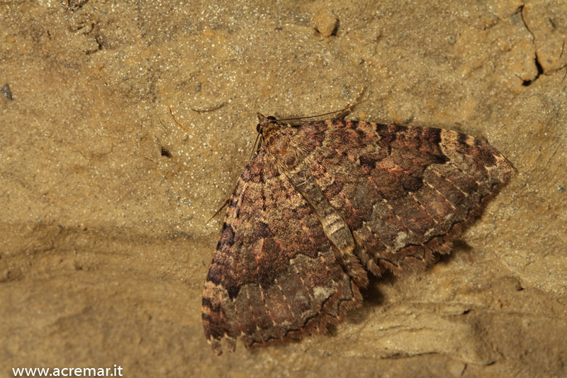 Falena in grotta