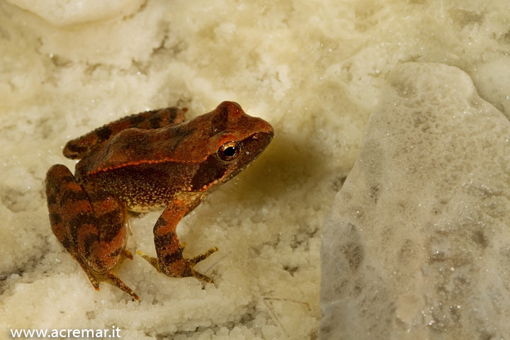 Rana in grotta - Rana italica