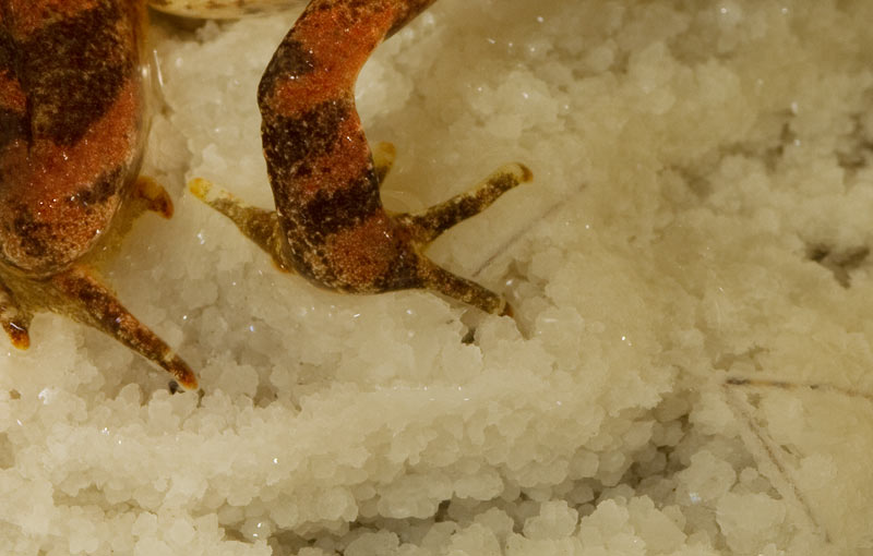 Rana in grotta - Rana italica
