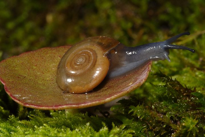 Chiocciola da identificare
