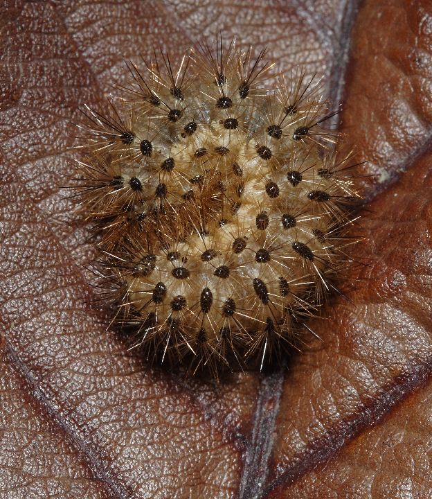 Bruco tra gli ulivi - Cymbalophora pudica