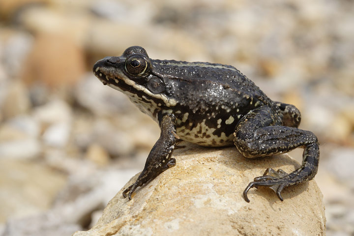 Rana da identificare - Pelophylax sp. (Camargue)