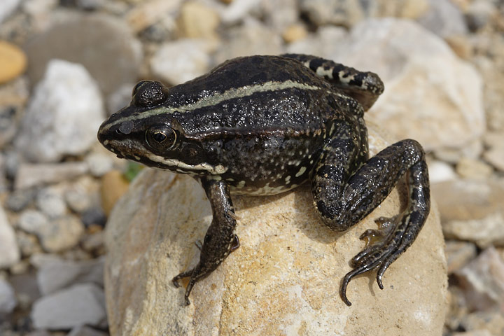 Rana da identificare - Pelophylax sp. (Camargue)
