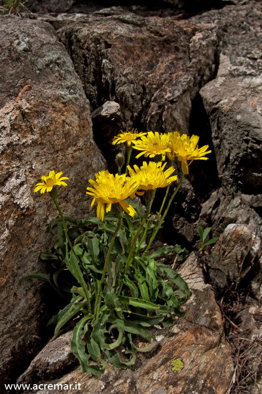 Leontodon anomalus / Dente di leone delle Apuane