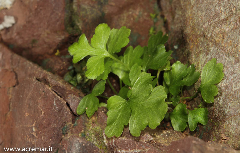 Pianta in grotta - Cfr. Asplenium