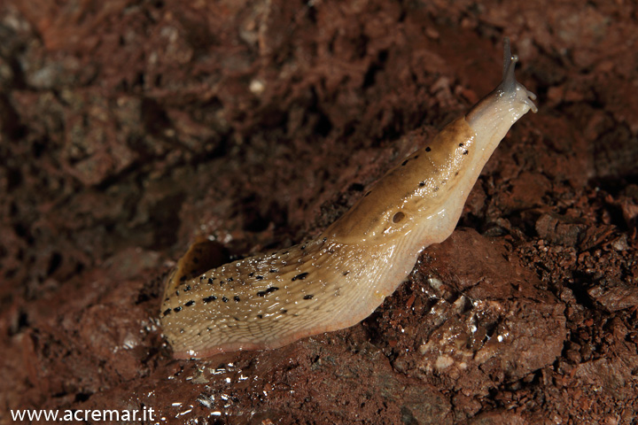 Limax millipunctatus (?) in grotta da Chiavari (GE)