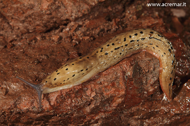 Limax millipunctatus (?) in grotta da Chiavari (GE)