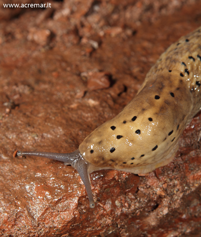 Limax millipunctatus (?) in grotta da Chiavari (GE)