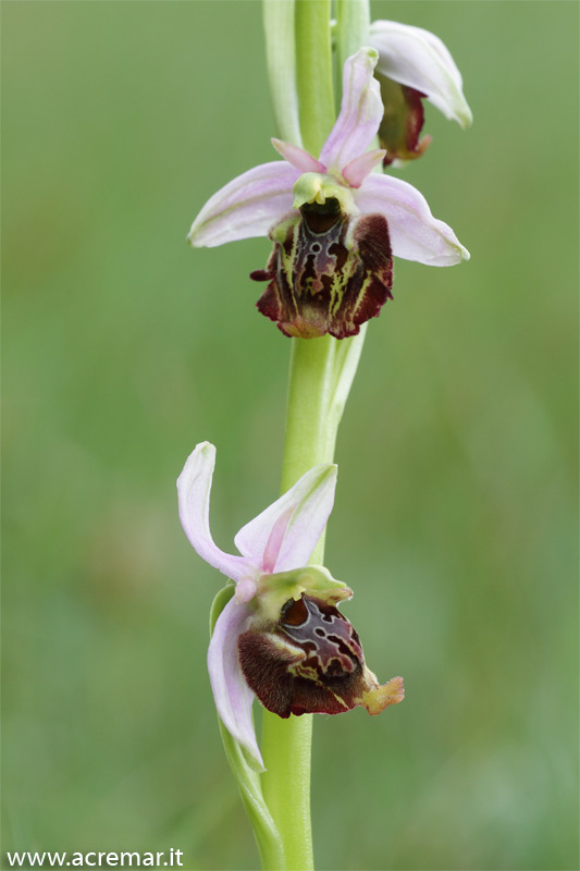 Ophrys da identificare 1
