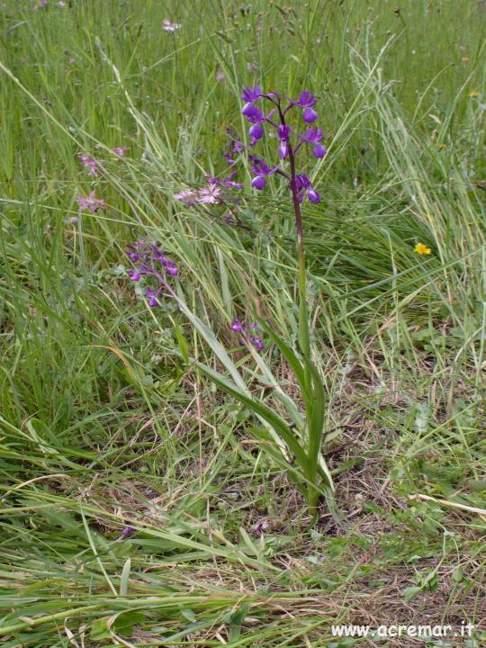 Anacamptis laxiflora / Orchide acquatica