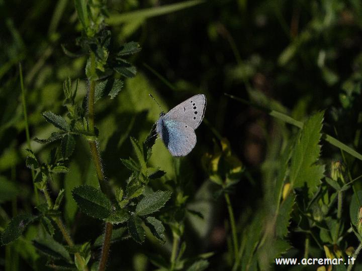 Lycaena tityrus