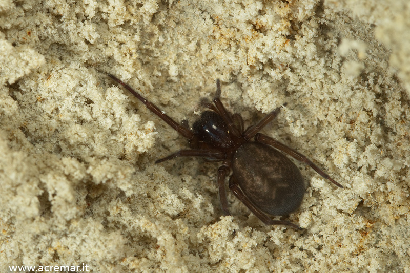 Amaurobius sp.