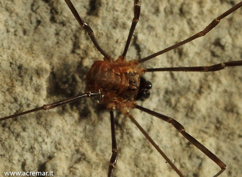 Opilionide di una grotta