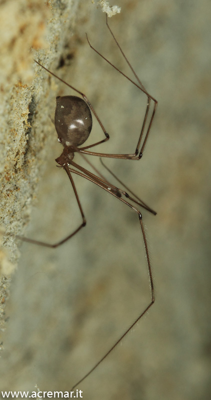 Pholcidae