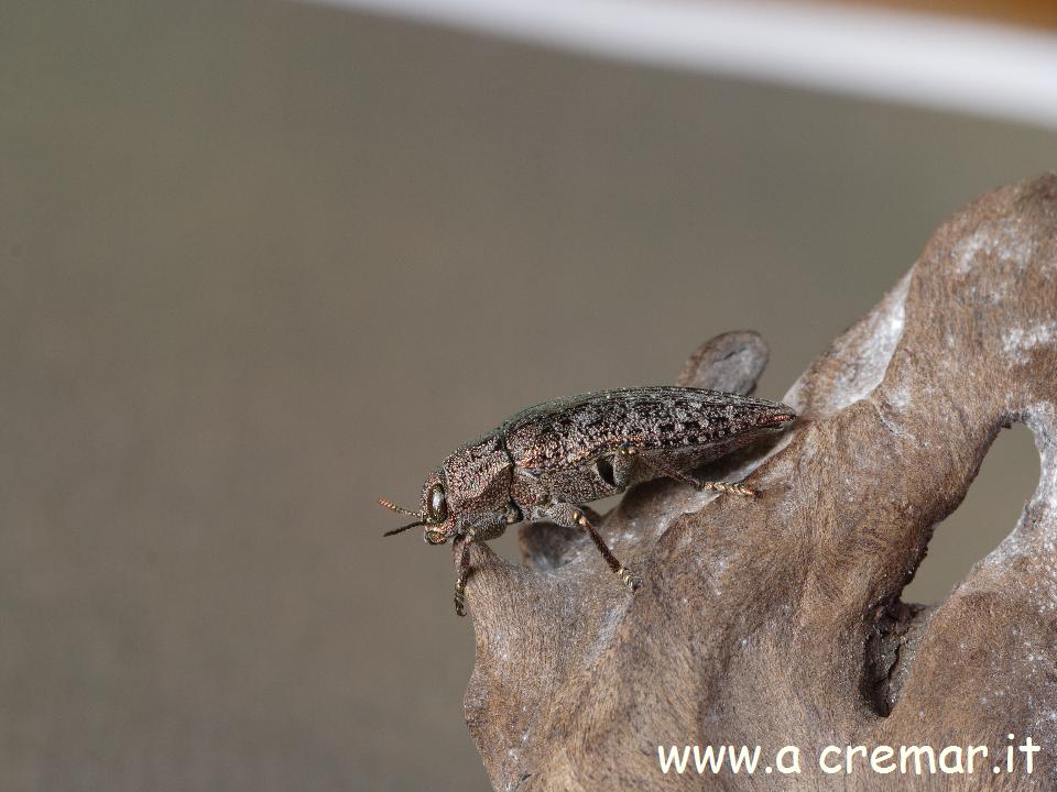 Dicerca alni