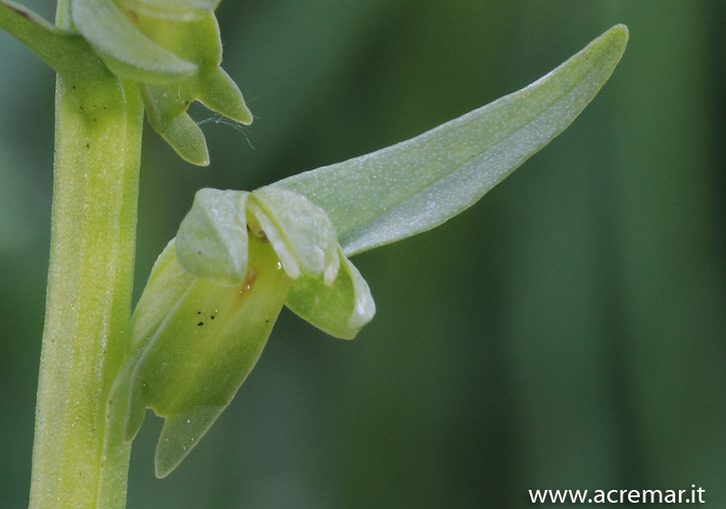 Coeloglossum viride