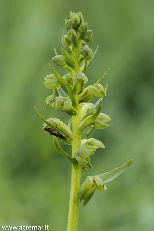 Coeloglossum viride