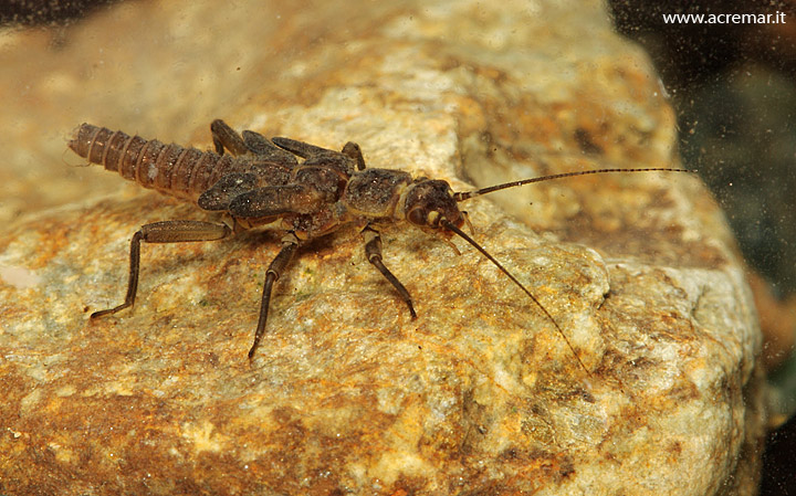 Larva di Brachyptera sp.