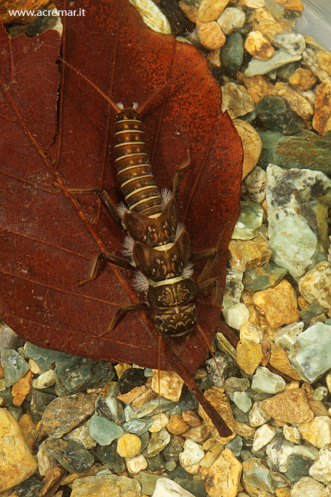 Larva di Dinocras cephalotes