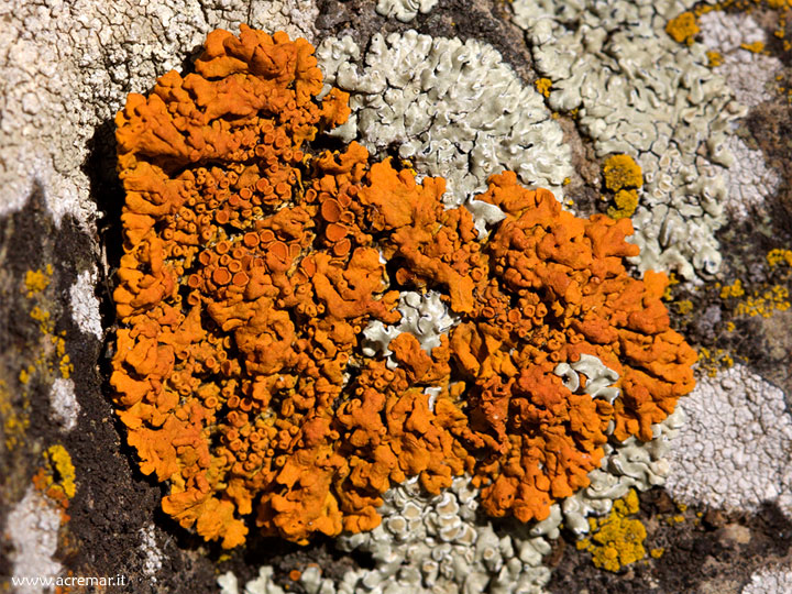 licene bi-color