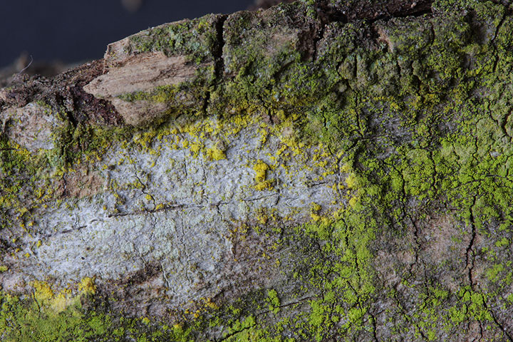 lichene giallo limone
