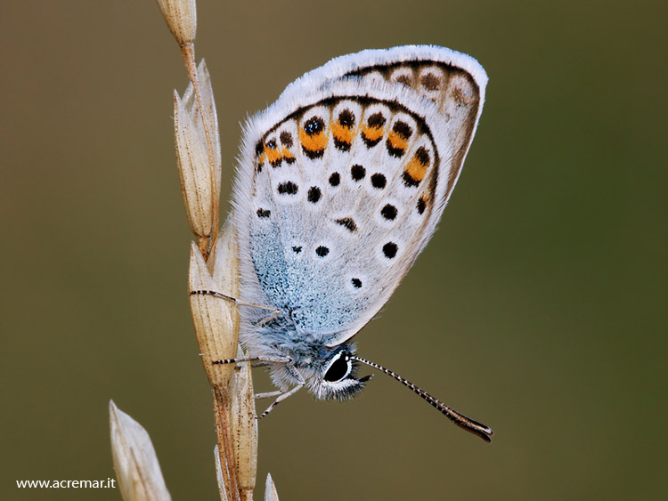 Plebejus argus?