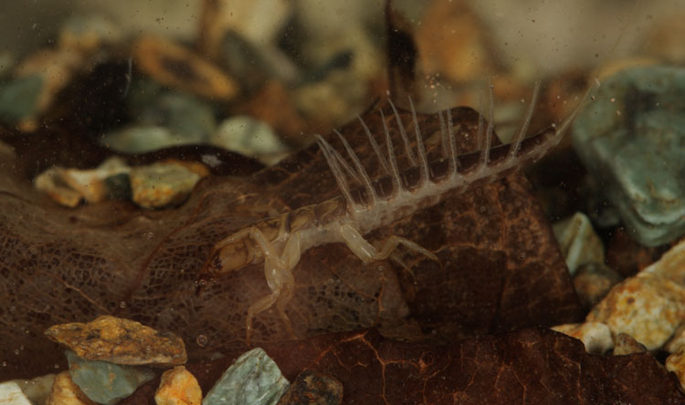 Larva da identificare - Sialis sp.