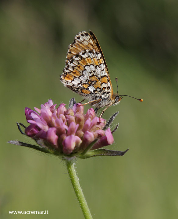 Melitaea phoebe ?