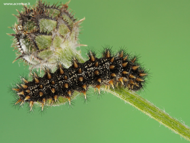 Melitaea phoebe ?