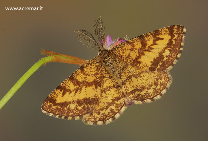 Ultima falena - Ematurga atomaria