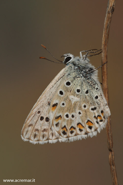 Licenide da identificare