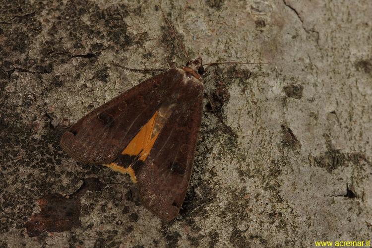 Arctiidae? - No, Noctuidae, Noctua pronuba