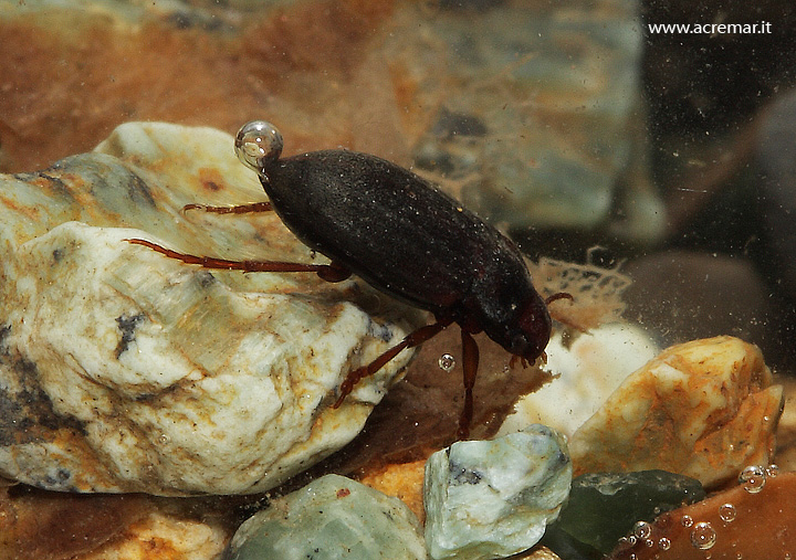 coleottero in acqua: Deronectes sp.