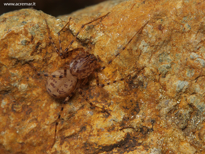 Scytodes thoracica