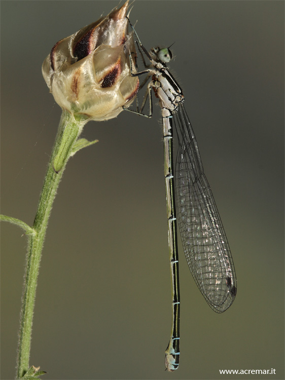 Coenagrionidae - Coenagrion puella