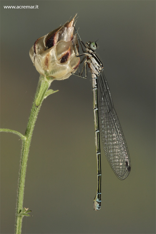 Coenagrionidae? Coenagrion puella