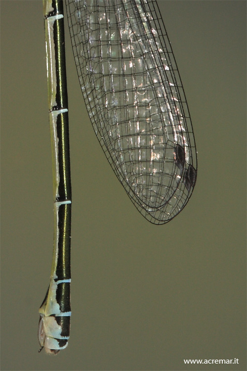 Coenagrionidae? Coenagrion puella
