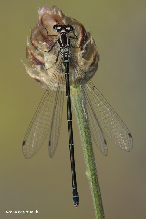 Coenagrionidae? Coenagrion puella