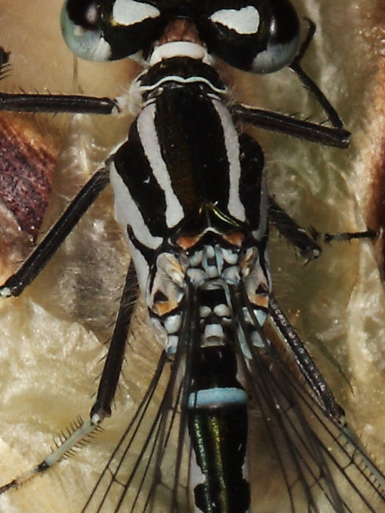 Coenagrionidae - Coenagrion puella