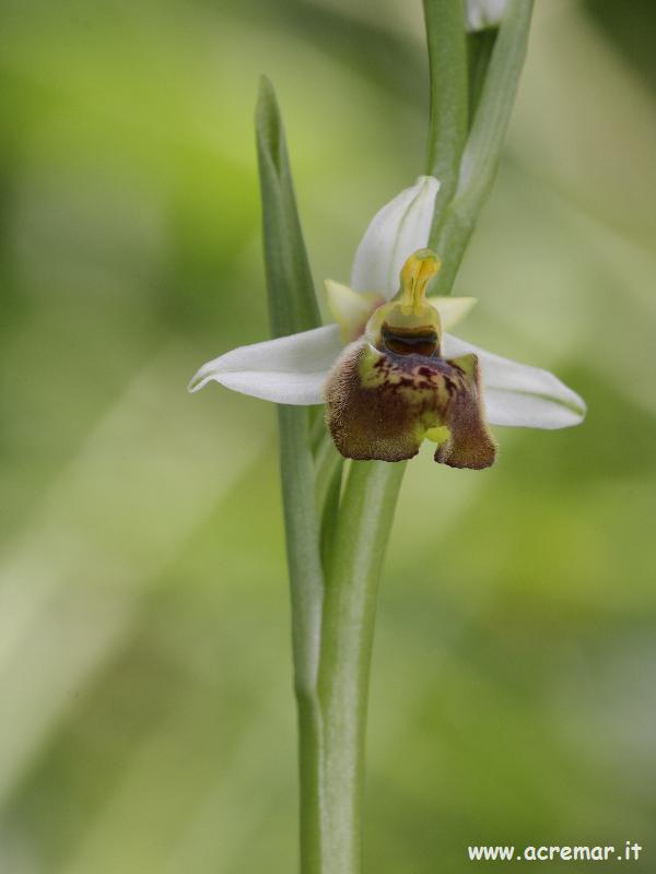 Ophrys fuciflora?