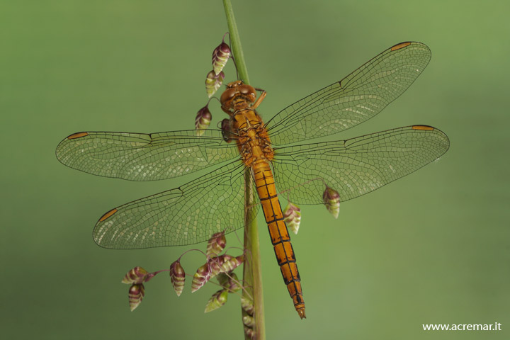 Orthetrum coerulescens