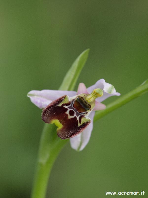 Ophrys fuciflora?