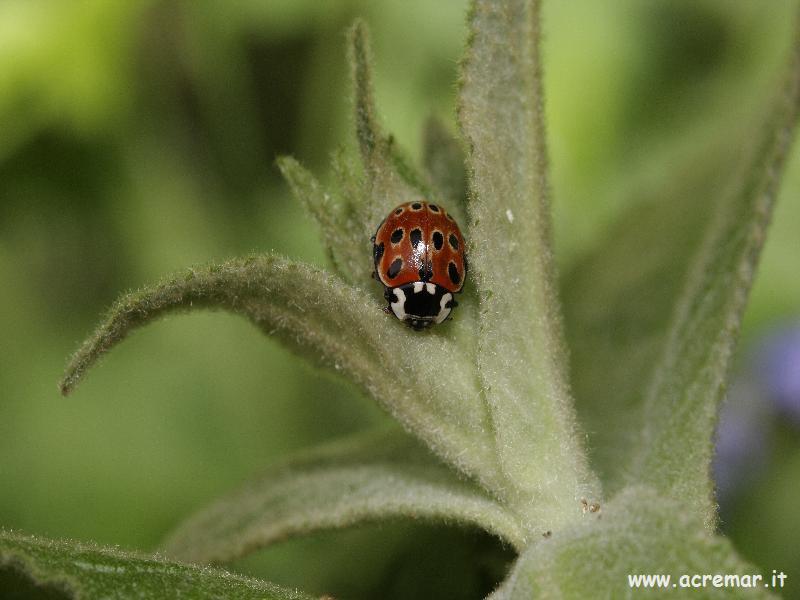 Anatis ocellata e Endomychus coccineus. mimetismo?