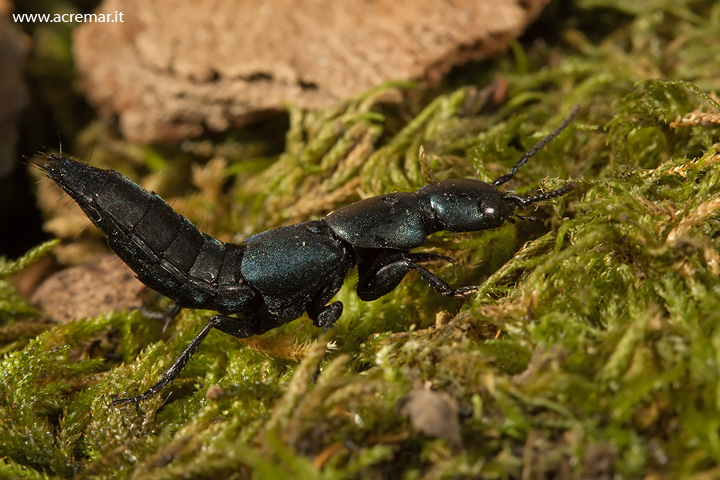 Staphylinus olens? No, Ocypus ophtalmicus