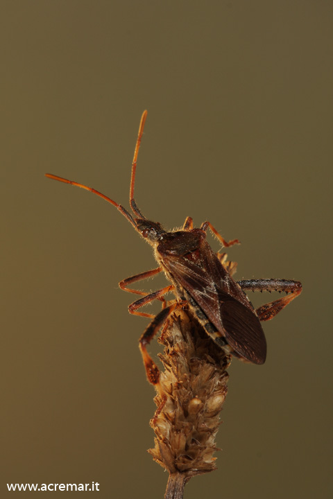 Leptoglossus occidentalis della Liguria