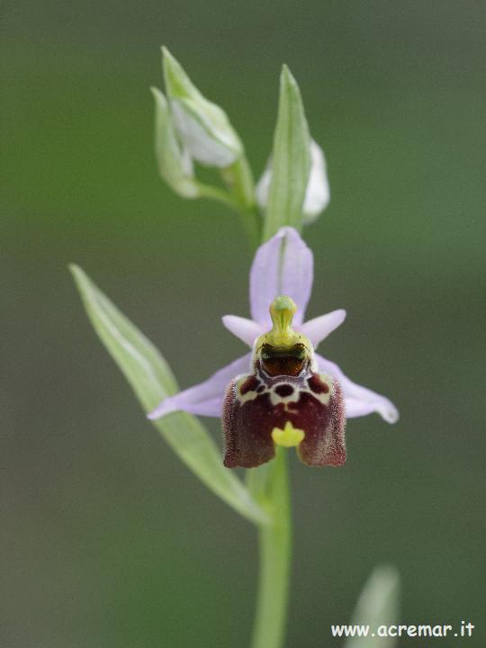 Ophrys fuciflora