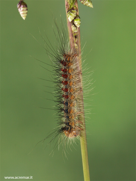 Bruco da identificare - Lymantria dispar