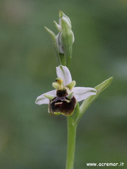 Un''altra ophrys