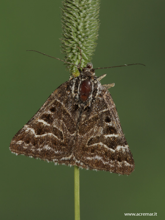 Falena da identificare