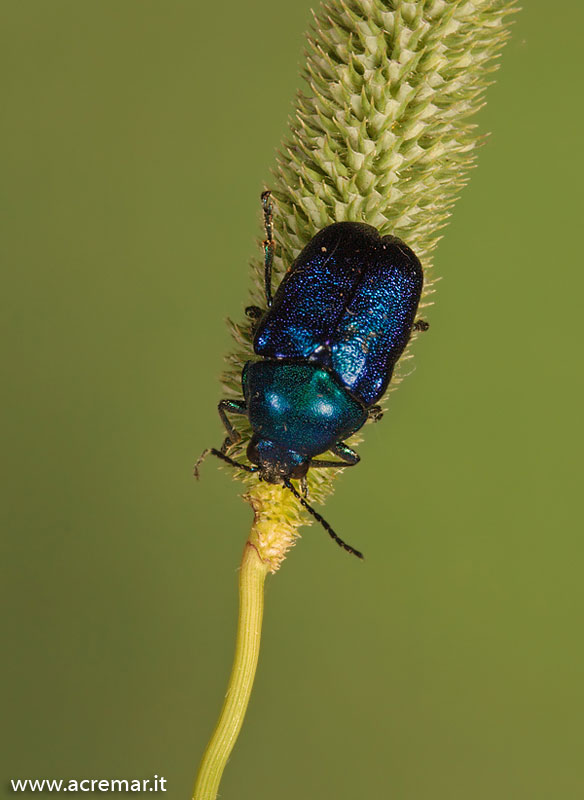 Coleottero blu: Cryptocephalus zambanellus
